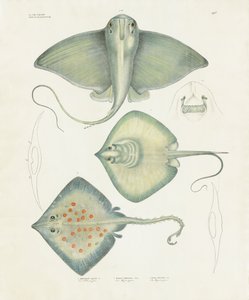  by Anstalt Arnz & Co.