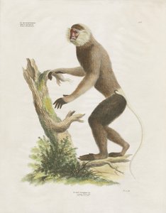  by Anstalt Arnz & Co.