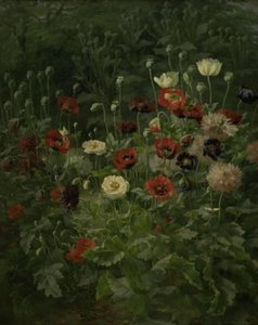 haşhaş by Anthonie Christensen