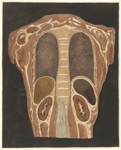 Göğüsteki organların anatomik çalışması, arkadan bakıldığında