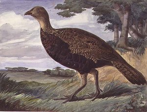 Sülün ve Greyhen Hybrid (kağıt üzerine sulu boya)