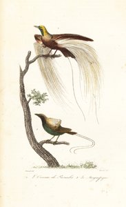 Daha büyük cennet kuşu ve muhteşem cennet kuşu. by Antoine (after) Chazal