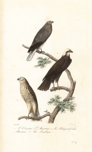 Hen harrier, Avrasya bataklık avcısı ve Montagu
