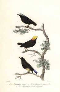 Manakin türleri. by Antoine (after) Chazal