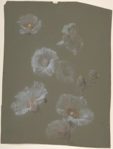 beyaz gülhatmi by Antoine Berjon