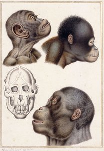 Bir Pongo Kafatası by Antoine Charles Vauthier