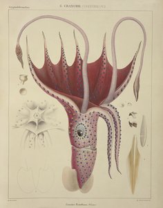 Squid, Pl.2, 