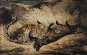 Leopar bir yaban domuzu yiyor.