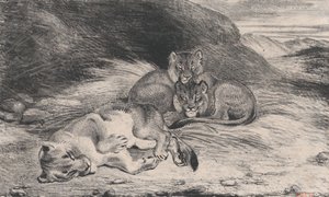 Lioness ve Cubs, muhtemelen 1832. by Antoine Louis Barye