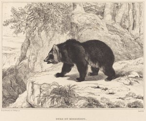 Mississippi Ayı, 1836.