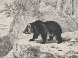 Mississippi Ayı, 1836. by Antoine Louis Barye