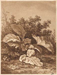 Yaprakların İncelenmesi, c. 1800. by Anton Balzer