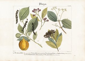 Ekonomik Açıdan Önemli Baharat Bitkileri