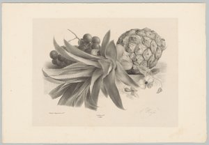ananas ve üzüm Çiçek ve Meyve Çalışmaları (...) 10. bölüm (dizi adı) by Anton Weiss
