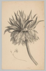 Sapta Çiçek Çiçek ve Meyve Çalışmaları (...) 3. bölüm (dizi adı) by Anton Weiss
