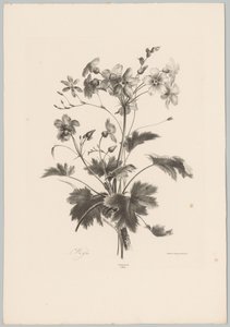 Dikenli çiçekler Çiçek ve Meyve Çalışmaları (...) 10. bölüm (dizi adı) by Anton Weiss