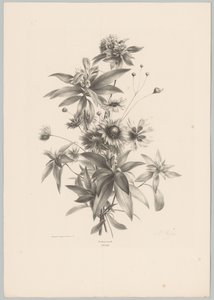 çeşitli çiçekler Çiçek ve Meyve Çalışmaları (...) 10. bölüm (dizi adı) by Anton Weiss