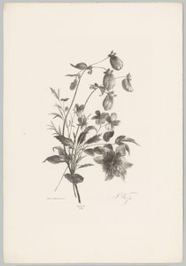 çeşitli çiçekler Çiçek ve Meyve Çalışmaları (...) 10. bölüm (dizi adı) by Anton Weiss