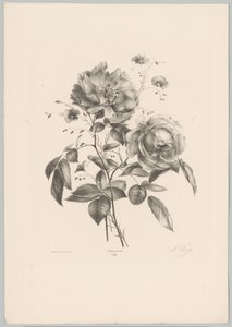 gül ve karanfil çiçeği Çiçek ve Meyve Çalışmaları (...) 10. bölüm (dizi adı) by Anton Weiss