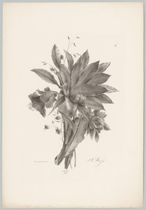 Yıldız ve çan şeklindeki çiçekler Çiçek ve Meyve Çalışmaları (...) 10. bölüm (dizi adı) by Anton Weiss