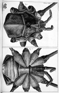 mikroskopi by Frederick (attr. to) Barnard