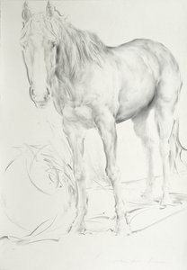 Coolmore'da At, 1990 (kağıt üzerinde kömür) by Antonio Ciccone