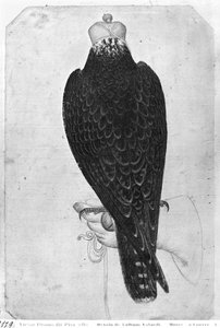 Eldeki şahin, arkadan bakıldığında, The Vallardi Albümünden (kağıt üzerinde kalem ve mürekkep ve tuvalet) by Antonio Pisanello