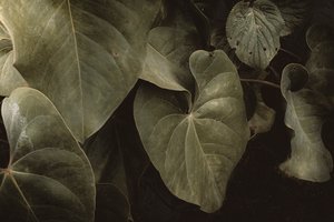 Anthurium Andraeanum, XVI e, Petrópolis, Rio de Janeiro, Brezilya, 2025 (fotoğraf)