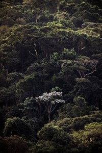 Embauba III, 2019 (dijital fotoğraf)