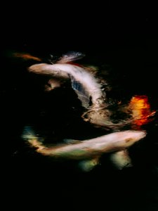 Haikai V, 2022 (dijital fotoğraf)