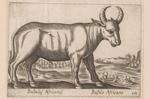 Afrika mandası Bubalus Africanus/ Bufalo Africano (nesne üzerindeki başlık) Hayvanlar ve efsanevi yaratıklar (dizi adı) Nova raccolta de li animali piu curiosi del mondo (dizi başlığı) by Antonio Tempesta