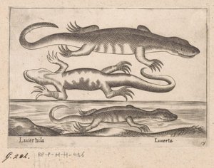 kuruyemiş Kertenkele / Kertenkele (nesne üzerindeki başlık) Dieren en fabelwezens (dizi adı) Dünyanın en meraklı hayvanlarının yeni koleksiyonu (seri başlığı) by Antonio Tempesta