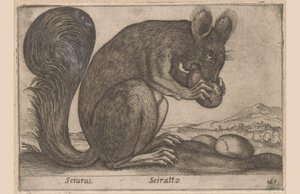 Ekhorn Sciurus/ Sciratto (nesne üzerindeki başlık) Dieren en fabelwezens (dizi adı) Dünyadaki yeni meraklı küçük hayvan (dizi başlığı) by Antonio Tempesta