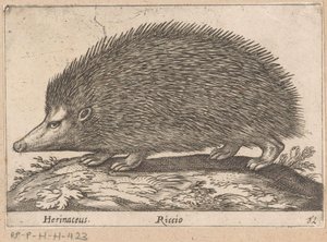 egel Herinaceus/ Riccio (nesne üzerindeki başlık) Dieren en fabelwezens (dizi adı) Nova raccolta de li animali piu curiosi del mondo (dizi başlığı)