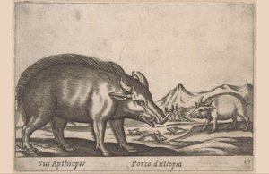 Etiyopya işleri Apthiopes / Etiyopya Domuzu (nesne üzerindeki başlık) Dieren en fabelwezens (dizi adı) Dünyadaki yeni meraklı küçük hayvan (dizi başlığı) by Antonio Tempesta
