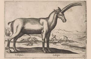 Geitachtige Colopus / Colopo (nesne üzerindeki başlık) Dieren en fabelwezens (dizi adı) Dünyanın en meraklı hayvanlarının yeni koleksiyonu (seri başlığı) by Antonio Tempesta