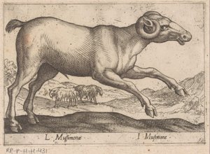 Geitachtige L Mussimonae / I Musimone (nesne üzerindeki başlık) Dieren en fabelwezens (dizi adı) Dünyanın en meraklı hayvanlarının yeni koleksiyonu (seri başlığı) by Antonio Tempesta