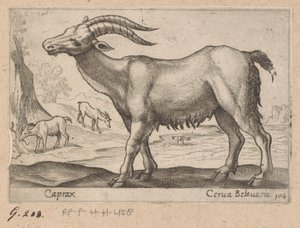 Mücevherler Caprax / Cerua Belzuaria (nesne üzerindeki başlık) Dieren en fabelwezens (dizi adı) Dünyanın en meraklı hayvanlarının yeni koleksiyonu (seri başlığı) by Antonio Tempesta