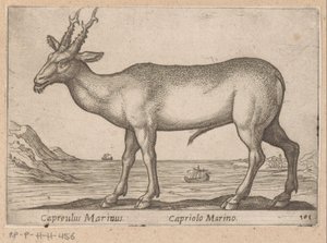 Hert Capreulus Marinus/ Capriolo Marino (nesne üzerindeki başlık) Dieren en fablewezens (dizi adı) Dünyanın en meraklı hayvanlarının yeni koleksiyonu (seri başlığı) by Antonio Tempesta