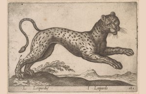 Leopar L Leopardus/ I Leopardo (nesne üzerindeki başlık) Dieren en fablewezens (dizi adı) Dünyanın en meraklı hayvanlarının yeni koleksiyonu (seri başlığı) by Antonio Tempesta