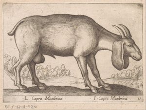 mambrina geit L Capra Mambrinae / I Capra Mambrina (nesne üzerindeki başlık) Dieren en fabelwezens (dizi adı) Dünyanın en meraklı hayvanlarının yeni koleksiyonu (seri başlığı) by Antonio Tempesta