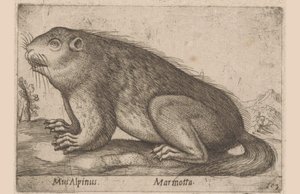 mırıldanır Alp Faresi / Marmotta (nesne üzerindeki başlık) Dieren en fablewezens (dizi adı) Nova raccolta de li animali piu curiosi del mondo (dizi başlığı) by Antonio Tempesta