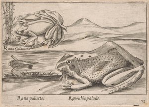 Moeras Kikkerler Marsh Frog / Marsh Frog (nesne üzerindeki başlık) Dieren en fabelwezens (dizi adı) Dünyanın en meraklı hayvanlarının Nova koleksiyonu (dizi başlığı) by Antonio Tempesta