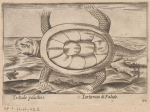 Moerasschildpad Bataklık kaplumbağası / Tartaruca di Bataklık (nesnedeki başlık) Dieren en fabelwezens (dizi adı) Meraklı hayvan piu del mondo
