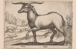 boynuzlu at Eale/ Eale (nesne üzerindeki başlık) Hayvanlar ve efsanevi yaratıklar (dizi adı) Nova raccolta de li animali piu curiosi del mondo (dizi başlığı) by Antonio Tempesta