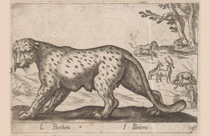 Panter L Panthera / I Pantera (nesne üzerindeki başlık) Dieren en fabelwezens (dizi başlığı) Nova raccolta de li animali piu curiosi del mondo (seri başlığı) by Antonio Tempesta