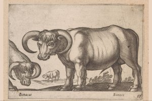 sığırlar Bonasus/ Bonaso (nesne üzerindeki başlık) Hayvanlar ve efsanevi yaratıklar (dizi adı) Nova raccolta de li animali piu curiosi del mondo (dizi başlığı) by Antonio Tempesta