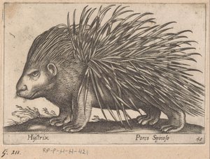 Kirpi Hystrix/ Porco Spinoso (nesne üzerindeki başlık) Hayvanlar ve efsanevi yaratıklar (dizi adı) Nova raccolta de li animali piu curiosi del mondo (dizi başlığı) by Antonio Tempesta