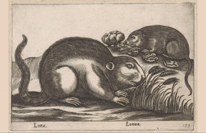 iki misk sıçanı Lonx/Lonza (nesne üzerindeki başlık) Hayvanlar ve efsanevi yaratıklar (dizi adı) Nova raccolta de li animali piu curiosi del mondo (dizi başlığı) by Antonio Tempesta