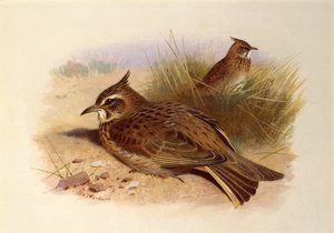 Tepeli Lark, İngiliz Kuşları by Archibald Thorburn